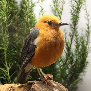 Orange-headed thrush - Geokichla citrina rubecula