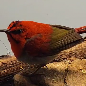 Temninck's sunbird - male