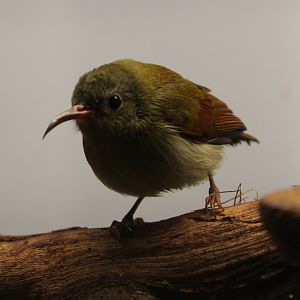 Temninck's sunbird - female