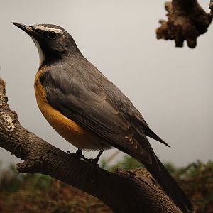 Persian white-throated robin