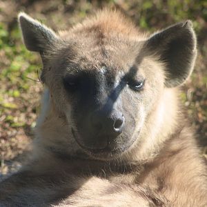 Spotted Hyena Portrait (Crocuta crocuta)