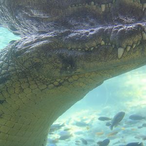 Sobek the Nile Crocodile (Crocodylus niloticus)