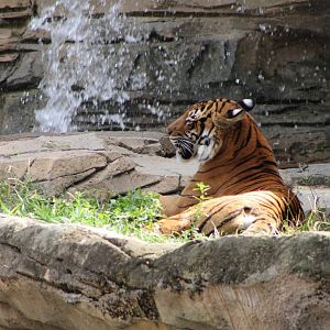 Malayan Tiger (P. t. tigris / “jacksoni”)