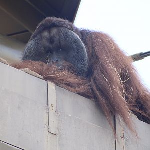 Bornean Orangutan (Pongo pygmaeus)