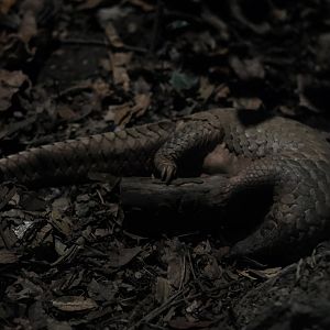 Sunda Pangolin (Manis javanica)