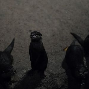 Asian Small-clawed Otter