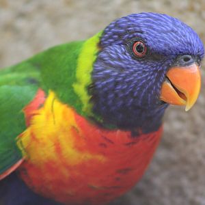 Rainbow Lorikeet (Trichoglossus moluccanus)