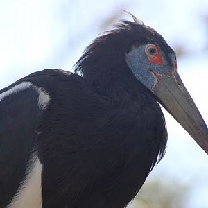 Abdim’s Stork (Ciconia abdimii)