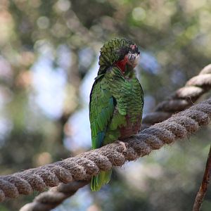 Cuban Amazon (Amazona leucocephala)