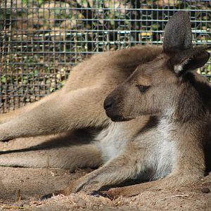 Western Grey Kangaroo (Macropus fuliginosus)
