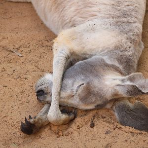 Red Kangaroo (Osphranter rufus; 1)