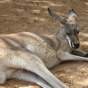 Red Kangaroo (Osphranter rufus; 2)