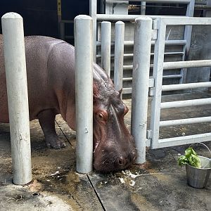 Common Hippopotamus (H. amphibius)