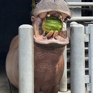 Moyo with a Melon (H. amphibius; 1)