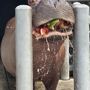 Moyo with a Melon (H. amphibius; 2)