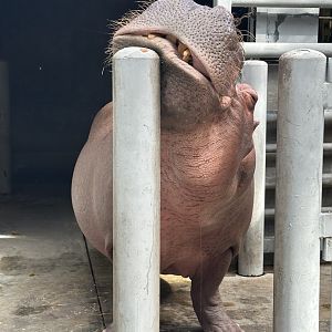 A Very Happy Hippo (H. amphibius)