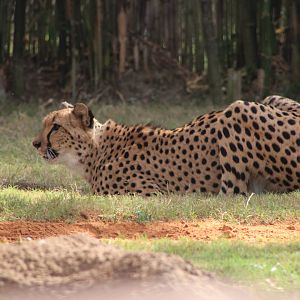 Cheetah (Acinonyx jubatus)