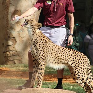 Keeper with Cheetah (Acinonyx jubatus; 1)
