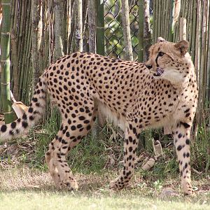 Cheetah (Acinonyx jubatus)