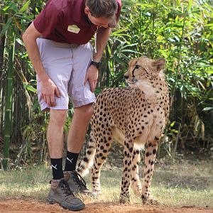 Keeper with Cheetah (Acinonyx jubatus; 2)