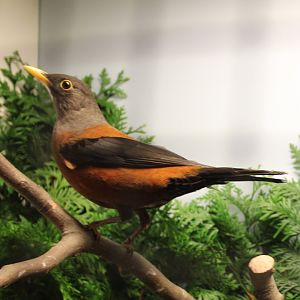 Chestnut thrush - Turdus rubrocanus