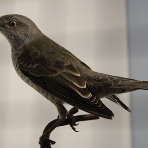 Barred warbler - Curruca nisoria