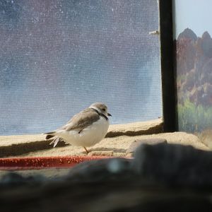 Piping or Semipalmated Plover?