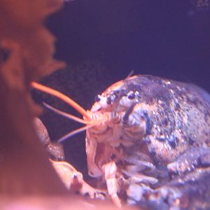 Half-and-half Lobster