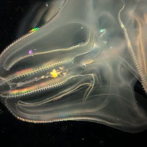 Comb Jellies Mnemiopsis leidyi