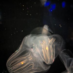 Comb Jellies Mnemiopsis leidyi
