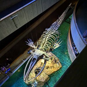 View down to whale skeleton and penguin enclosure