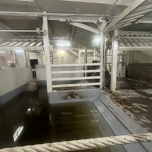 Indoor Hippo Enclosure