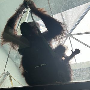 Bornean Orangutans