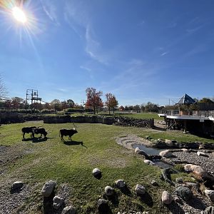 Africa! Main savanna