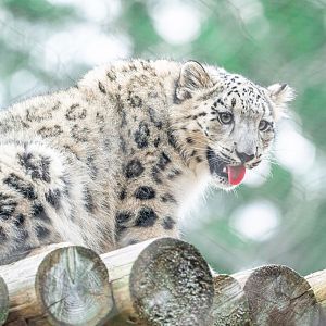 Snow Leopard female cub