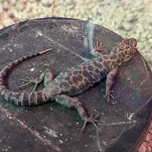 Granite Night Lizard