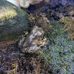 Western Spadefoot