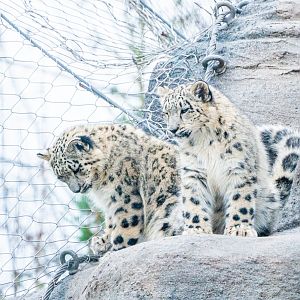 Minu & Zoya the Snow Leopards sisters