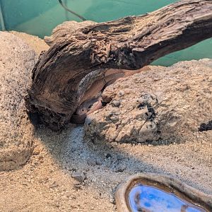 Baja California Ratsnake