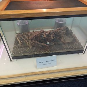 Dermestid Beetles and Osprey