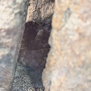 California Lyresnake