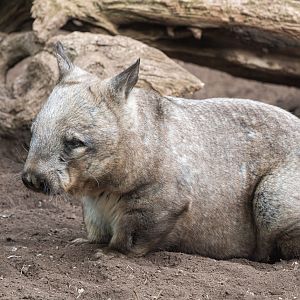 Arthur the male Southern Hairy-nosed Wombat