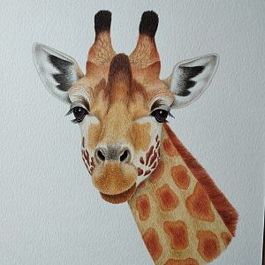 Giraffe portrait, watercolours