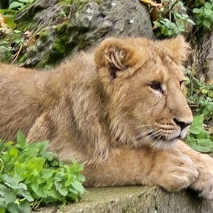Asiatic lion cub