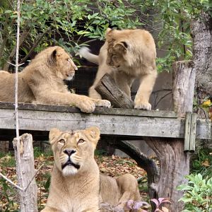 Asiatic lions