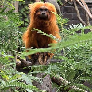 Golden lion tamarin