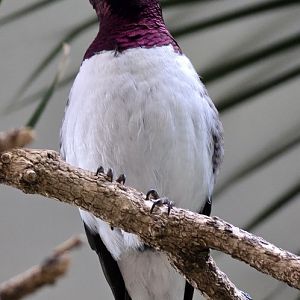 Amethyst starling