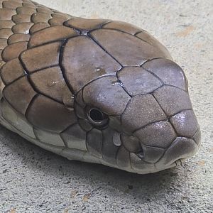 King cobra