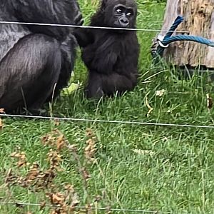 Lowland gorilla