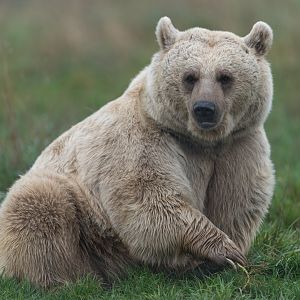 Syrian brown bear, Hamerton, UK
